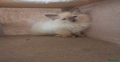 Ragdoll cats - Advert 12
