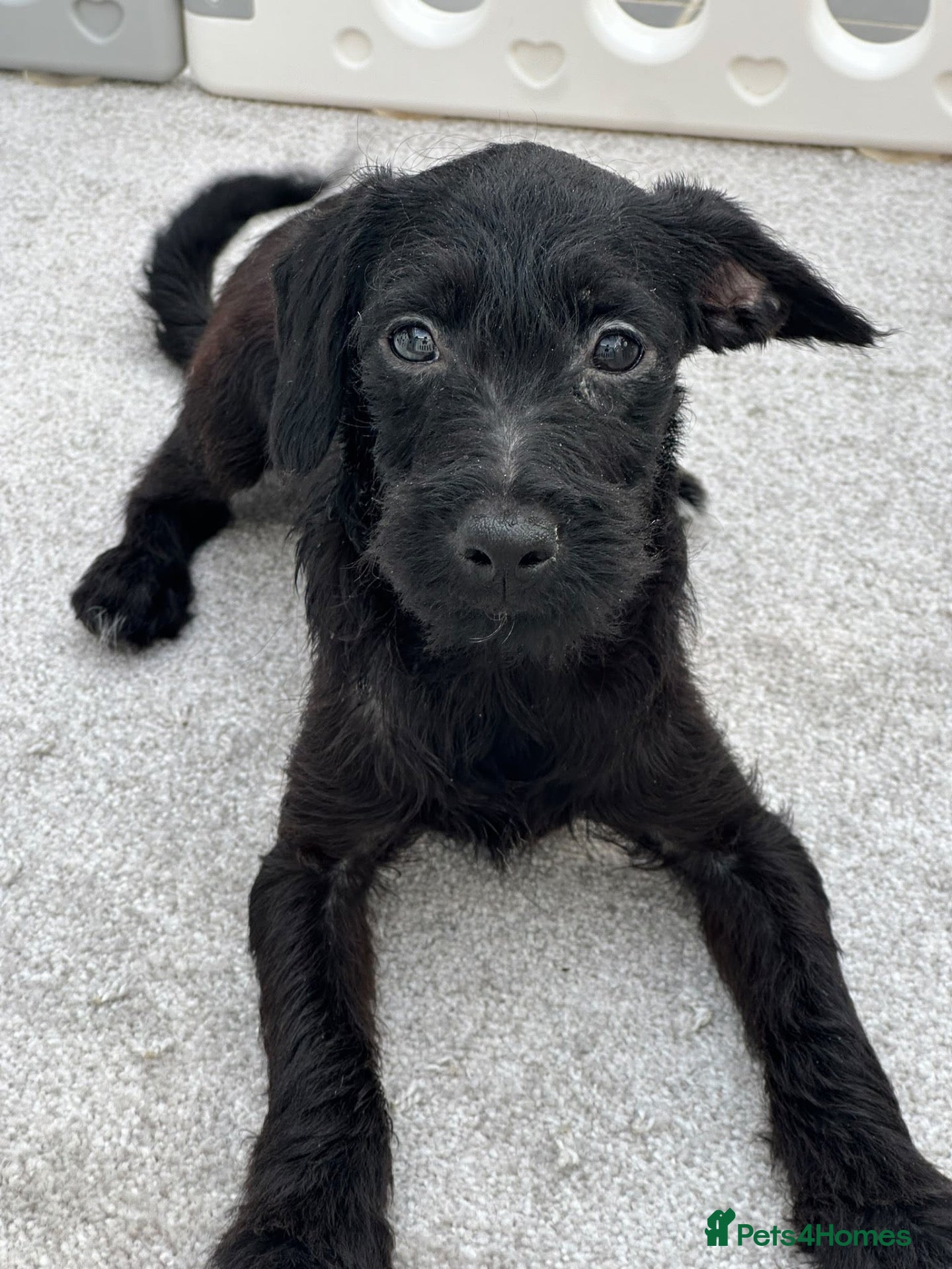 Mixed Breed dogs Last little boy, both vaccines, Ready Now 🐾 - Advert 8