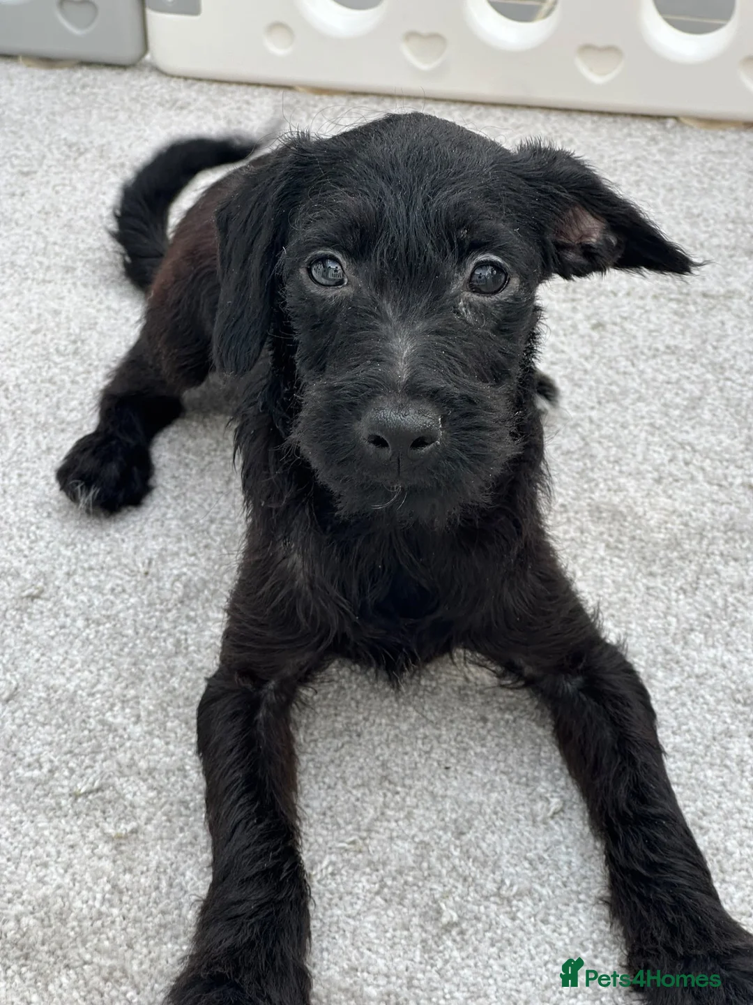 Mixed Breed dogs for sale: Last little boy, both vaccines, Ready Now 🐾 - Advert 1