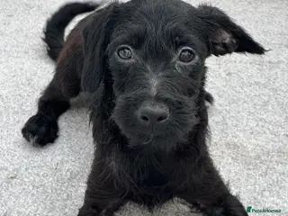 Mixed Breed dogs Last little boy, both vaccines, Ready Now 🐾 - Advert 1