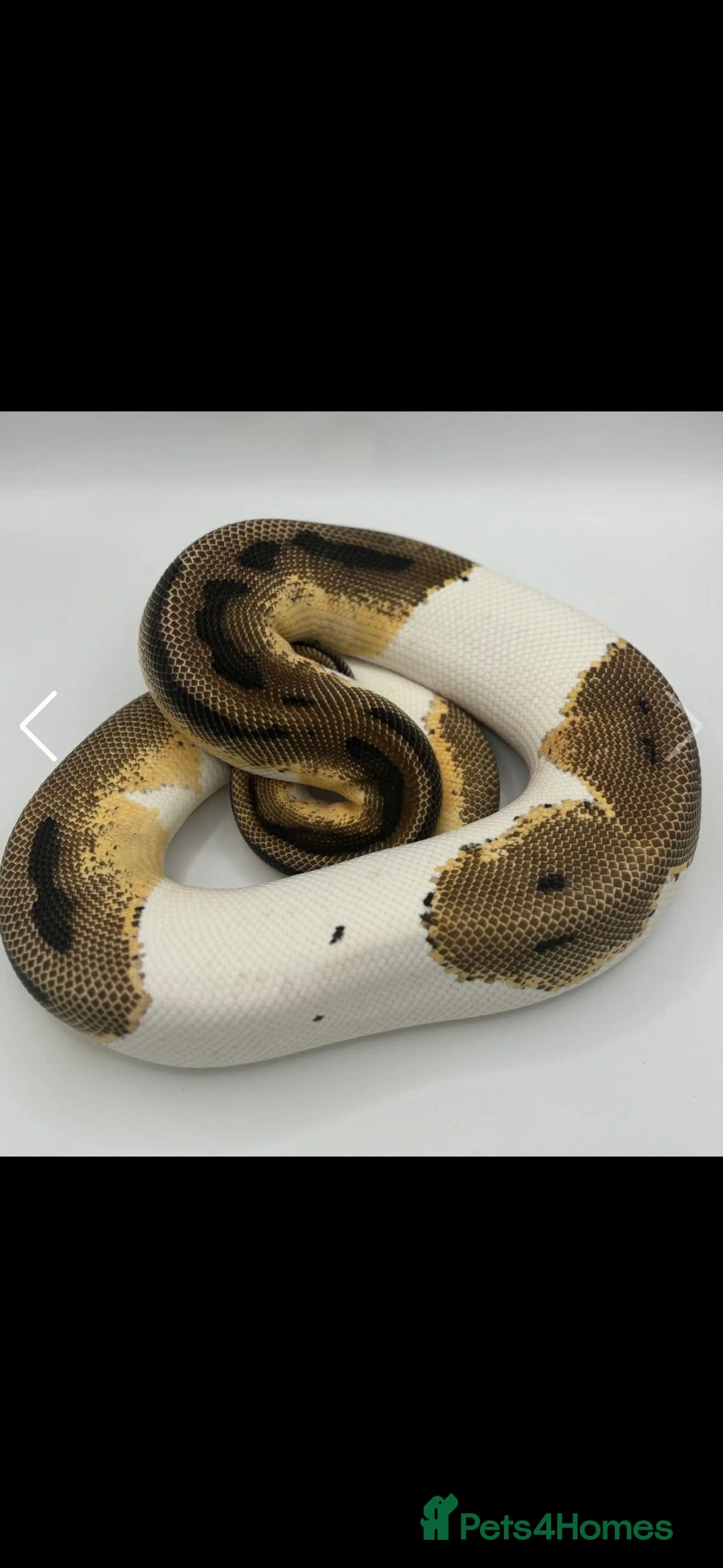 Snake reptiles Pied royal python ( male )  - Advert 8
