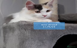 Ragcoon cats for sale: FINAL REDUCTION £300  Stunning, chunky ragcoons  - Image 14