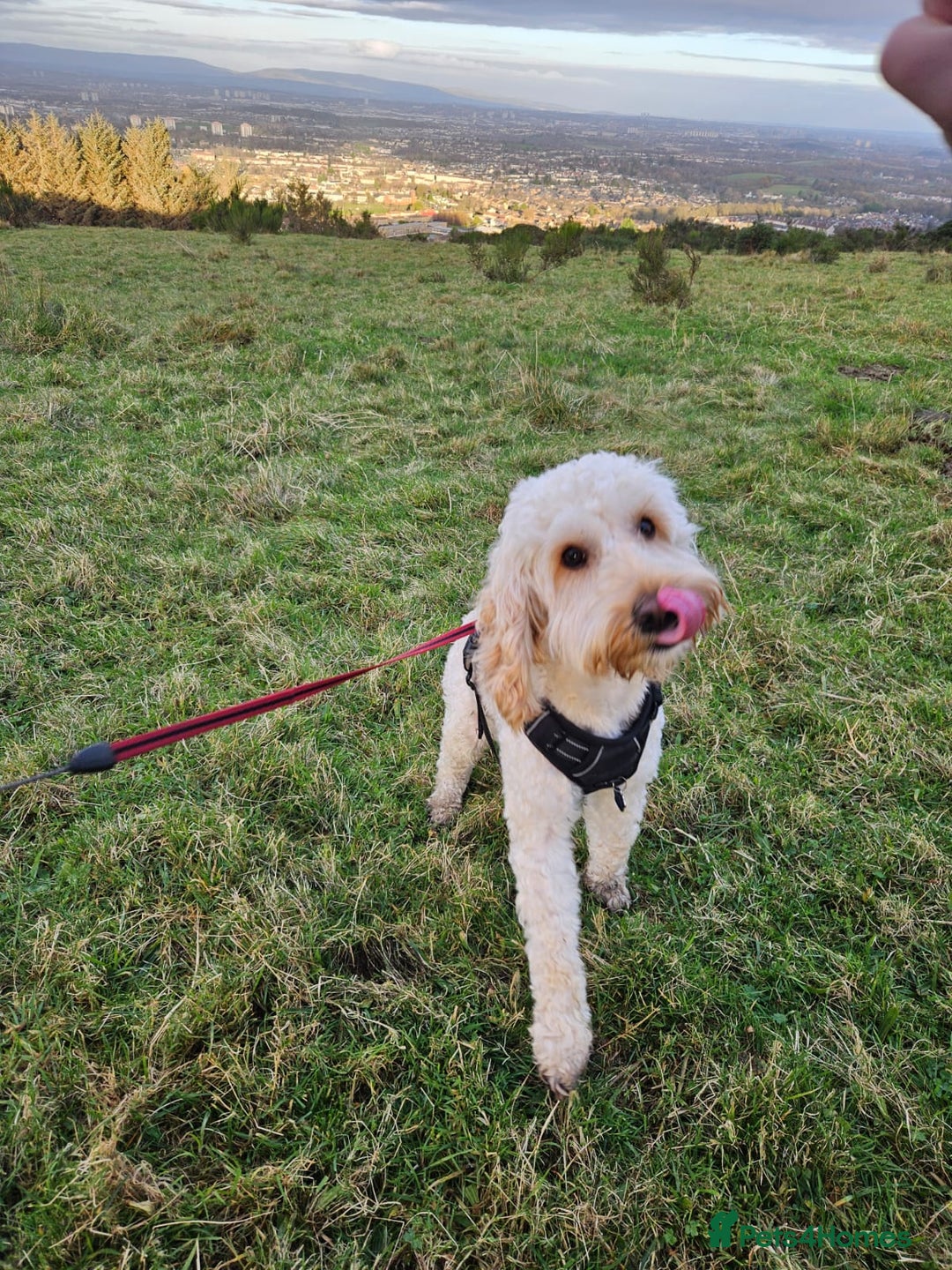 Cockapoo dogs for stud: Cockapoo for stud  - Advert 2