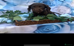 Cocker Spaniel dogs for sale: Kc registered cocker spaniels - Image 8