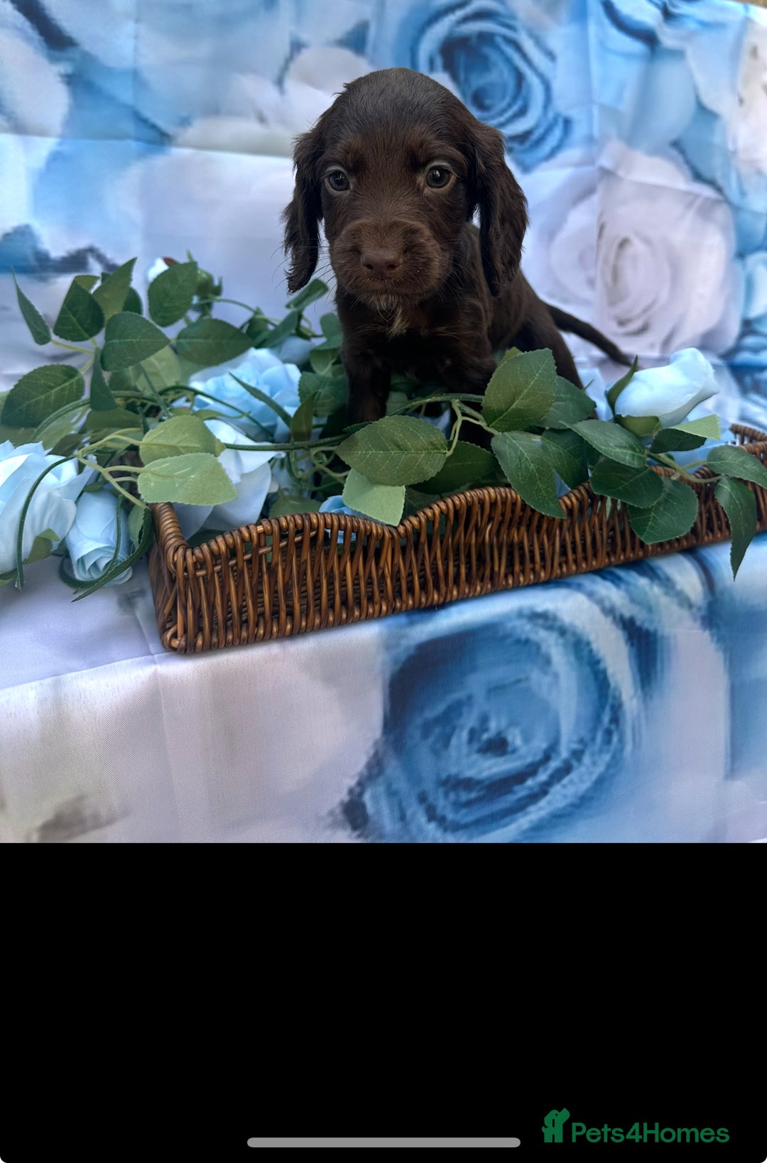 Cocker Spaniel dogs for sale: Kc registered cocker spaniels - Image 8