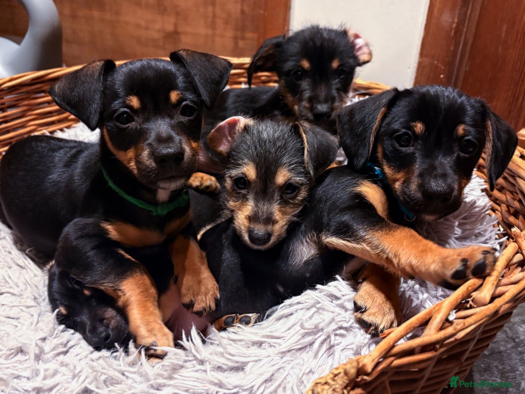 Mixed Breed dogs for sale: Daxijax/Jackshund/Dachshund/Jack - READY TO GO - Advert 2