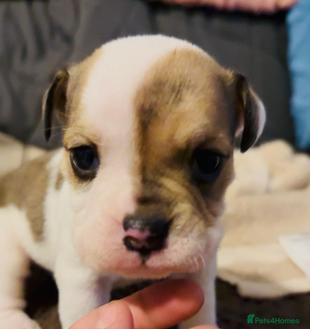 English Bulldog dogs for sale: 9 registered new age bulldogs (1 FEMALE REMAINING) - Advert 13