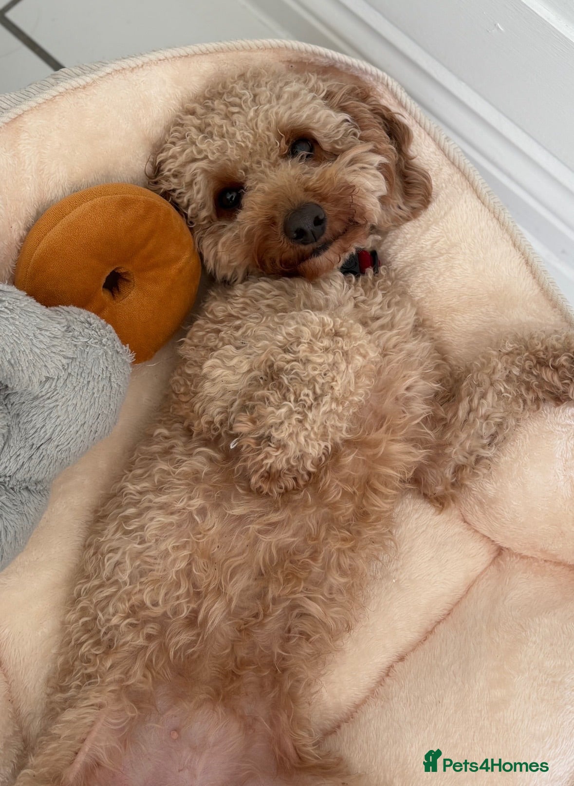 Cockapoo dogs 2 year old Cockapoo Girl 🌺  - Advert 1