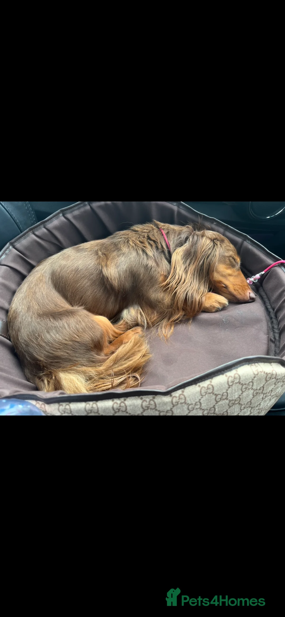 Miniature Dachshund dogs for sale: MINIATURE LONGHAIRED DACHSHUND KC REGISTERED BOYS  - Advert 10