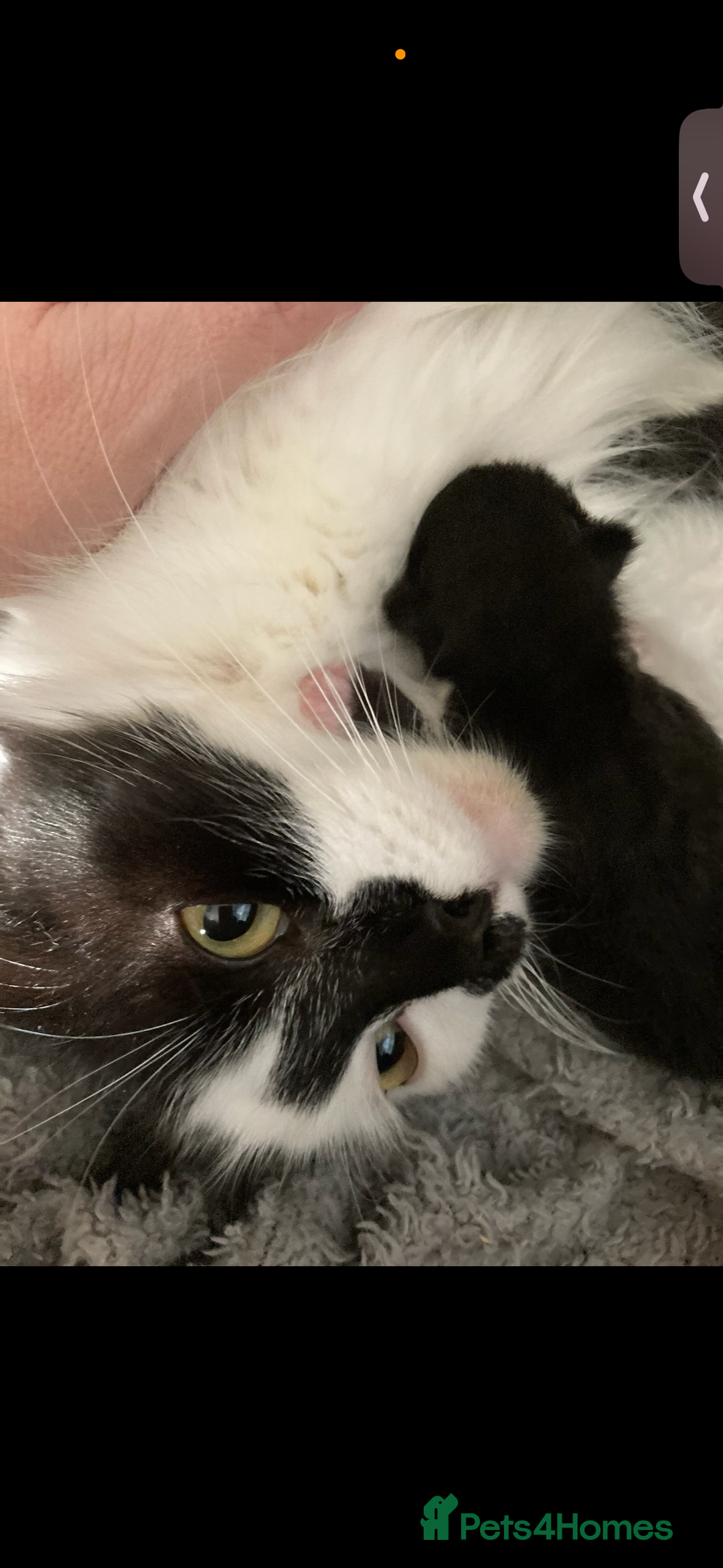 British Shorthair cats for sale: 2 gorgeous boys and one girl 🩷💙💙 - Image 4