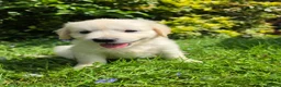 Golden Retriever dogs for sale: KC Puppies cream & gold - Advert 8