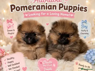 Pomeranian dogs Pedigree Puppy Pomeranians - Advert 13