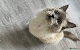 Ragdoll cats for sale: Blue point ragdoll  - Image 4