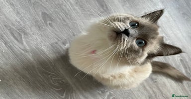 Ragdoll cats - Advert 8