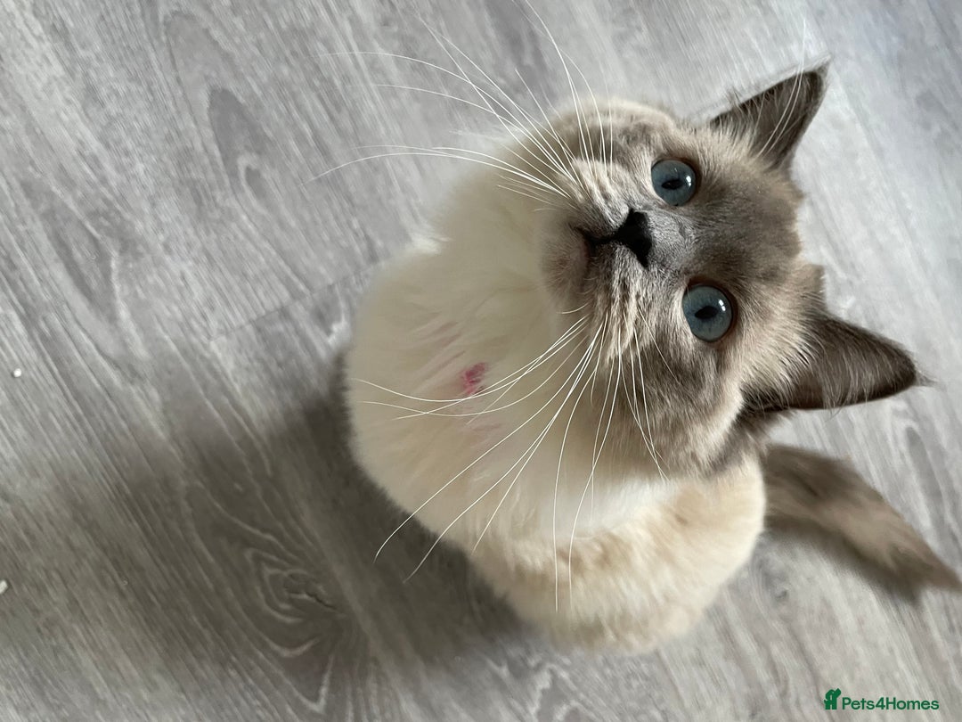 Ragdoll cats for sale: Blue point ragdoll  - Image 4