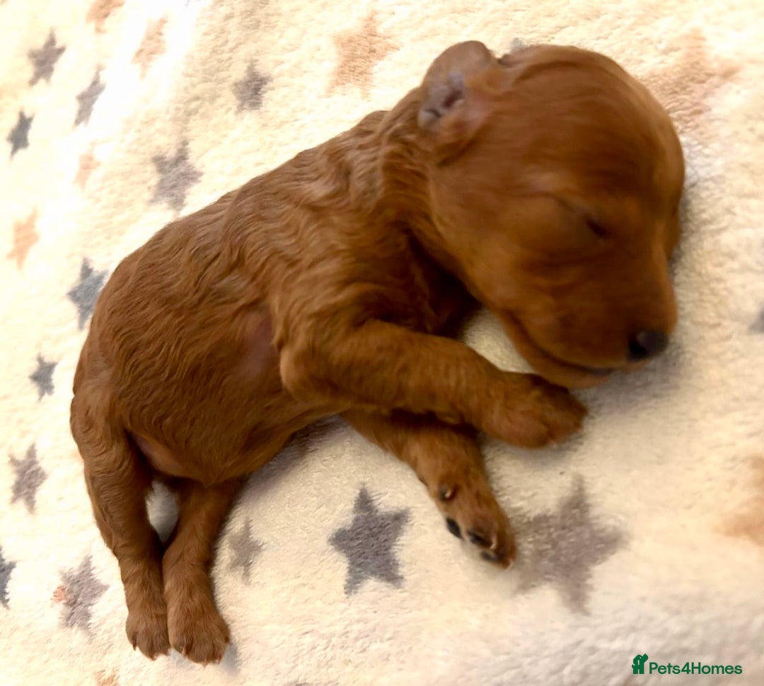 Miniature Poodle dogs for sale: **All Reserved** Stunning Deep Red Mini Poodle - Advert 30