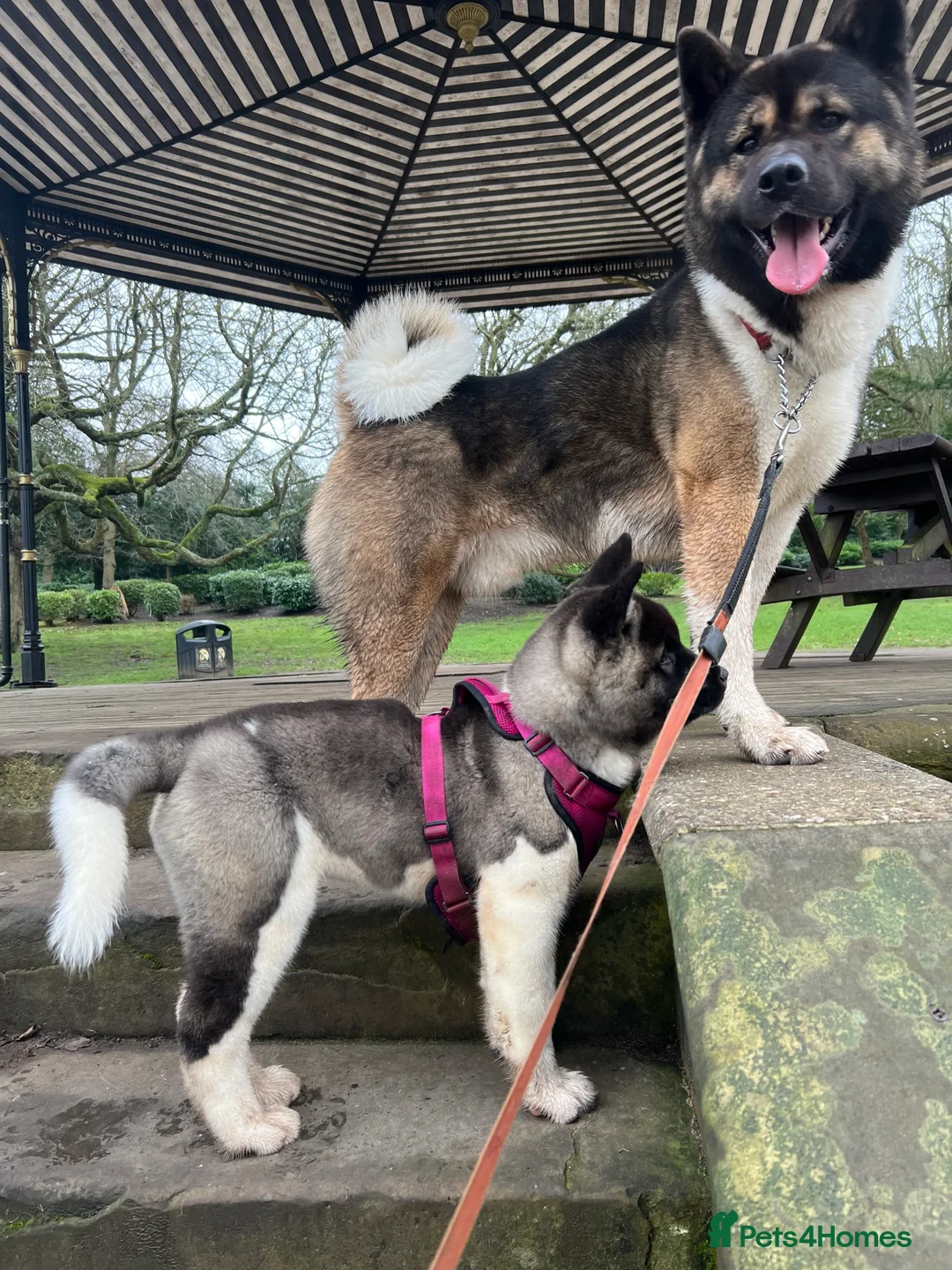 Akita dogs for stud: ***Chico’s finding LOVE… Proven Stud*** - Advert 1