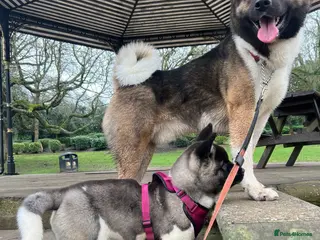 Akita dogs ***Chico’s finding LOVE… Proven Stud*** - Advert 9