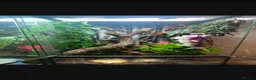 Gecko reptiles for sale: Crested Gecko, female  in Warrington - Advert 3