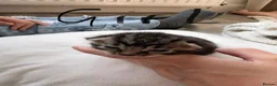 Mixed Breed cats for sale: 6 Absolutely Gorgeous Kittens!  - Advert 6