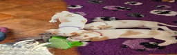 Beagle dogs for sale: Health Tested & Kennel Club Registered Beagle Pups - Advert 3
