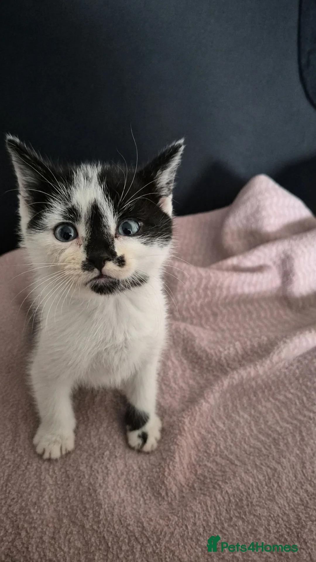 Mixed Breed cats for sale: 💕 Five Tiny Paws, Five Huge Personalities! - Advert 7