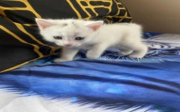 Mixed Breed cats for sale: Kitten for sale  - Image 3