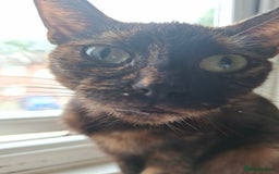 Bengal cats for sale: Three cats to go 2 twins and one bengal cross - Image 12
