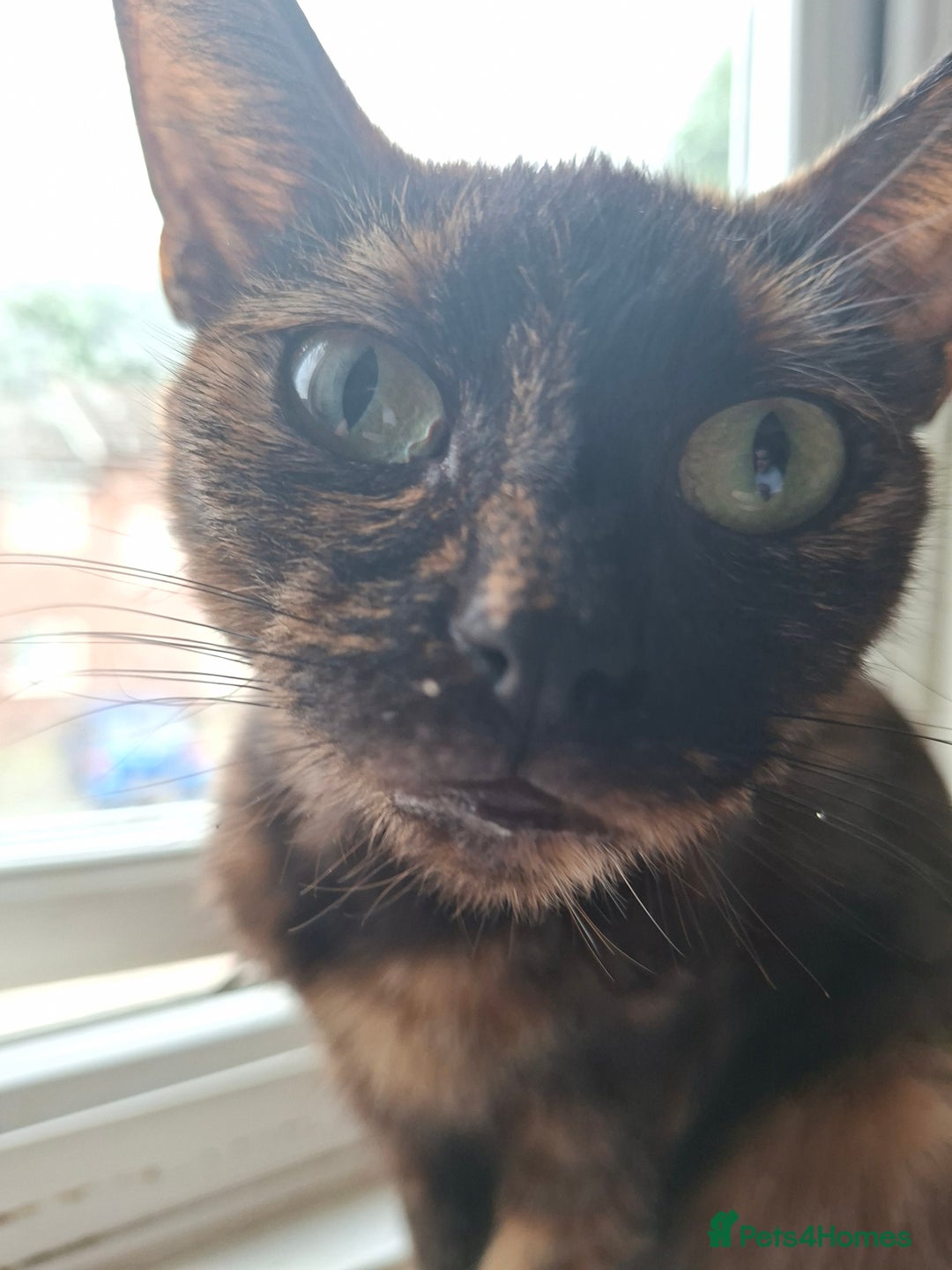 Bengal cats for sale: Three cats to go 2 twins and one bengal cross - Image 12