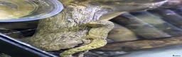 Gecko reptiles for sale: Mixed size mourning gecko!  - Advert 2