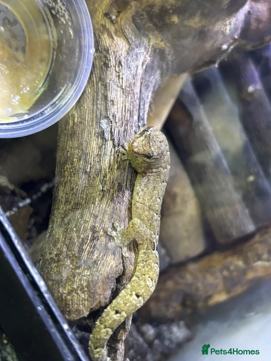 Gecko reptiles for sale: Mixed size mourning gecko!  - Advert 2