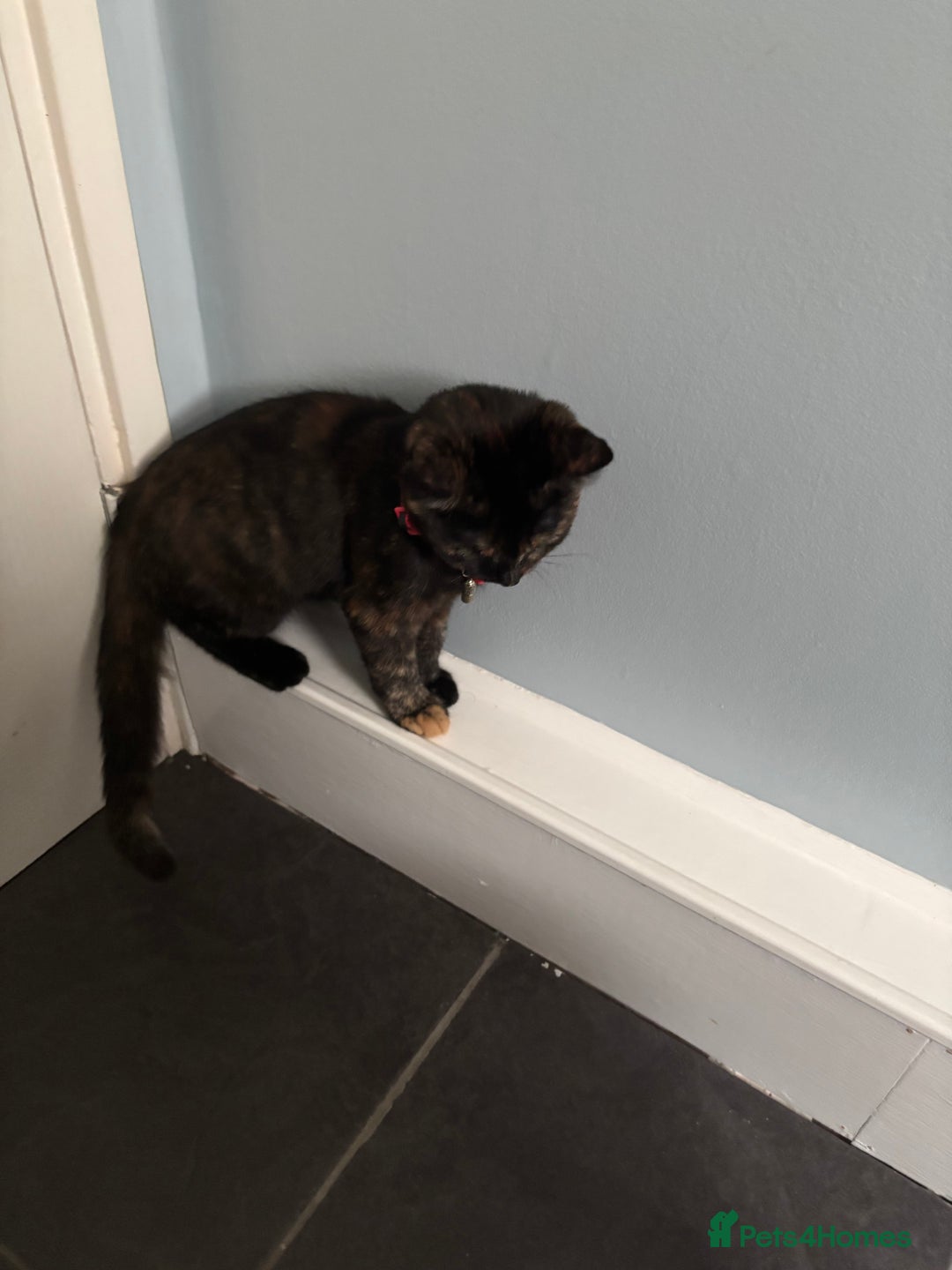 Domestic Shorthair cats for sale: Domestic shorthair  - Image 2