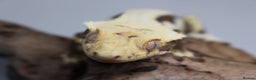 Gecko reptiles for sale: Male and female crested geckos  - Advert 1