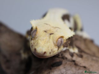 Gecko reptiles Male and female crested geckos - Advert 5