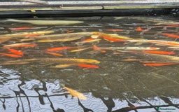 Koi Carp fish for sale: Koi/pond fish - Image 7