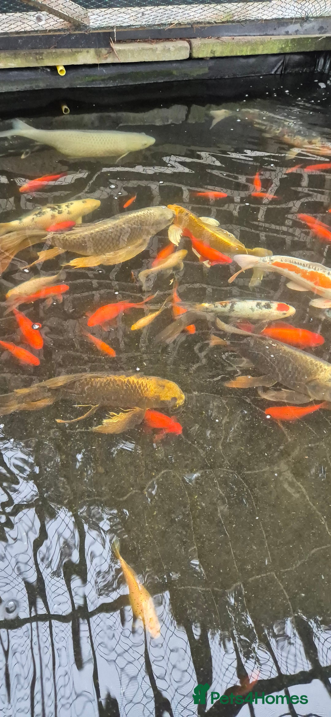 Koi Carp fish for sale: Koi/pond fish - Image 7