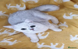 British Shorthair cats for sale: Lapcat GCCF Silver British Shorthair Kitten. in Lancaster - Image 8