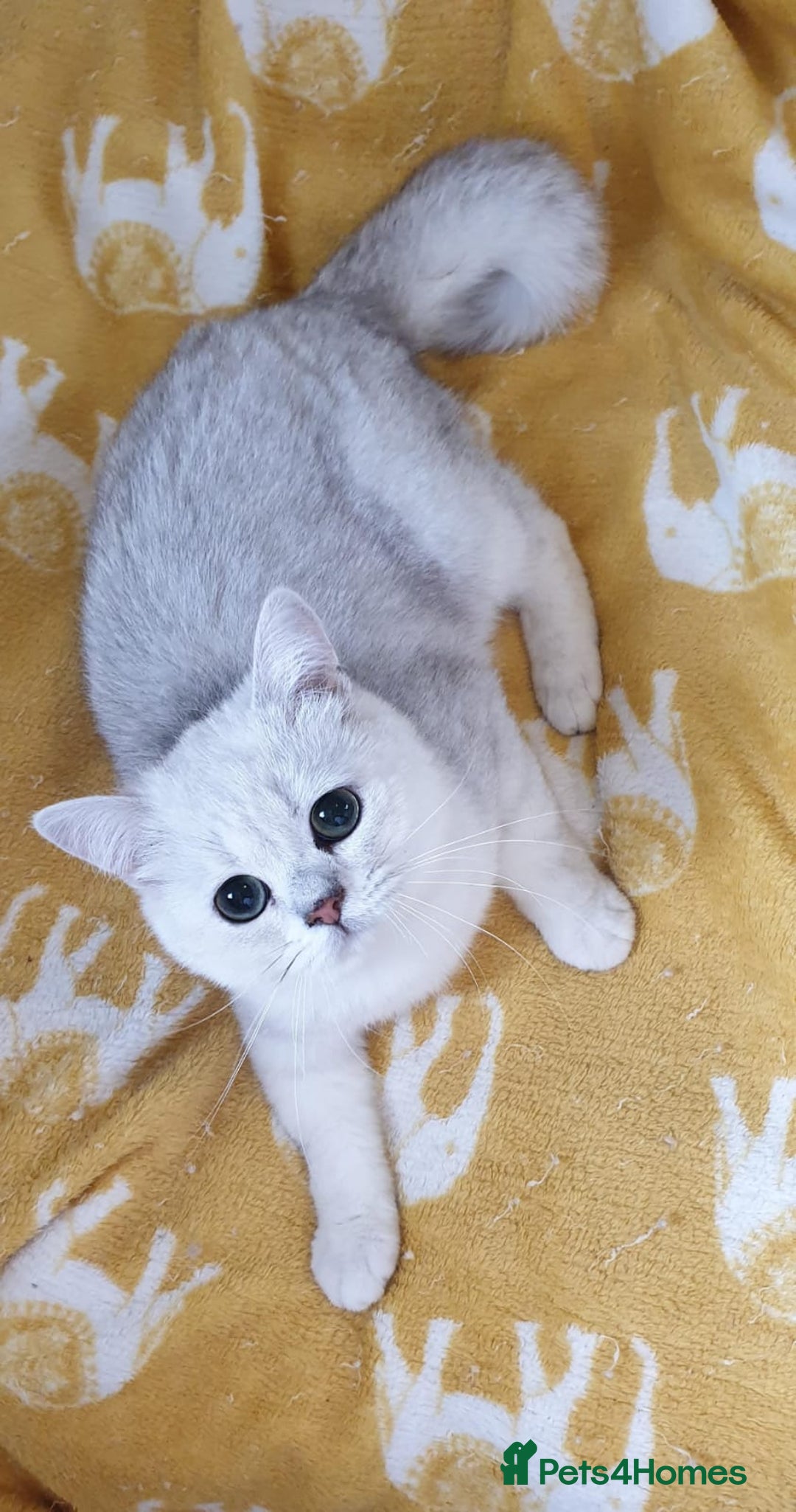 British Shorthair cats for sale: Lapcat GCCF Silver British Shorthair Kitten. in Lancaster - Image 8