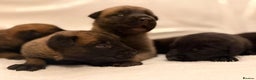 Belgian Shepherd Dog dogs for sale: Top working bloodline belgian malinois puppies - Advert 9