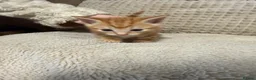 Domestic Shorthair cats for sale: Domestic Shorthair Ginger Kittens  - Advert 14