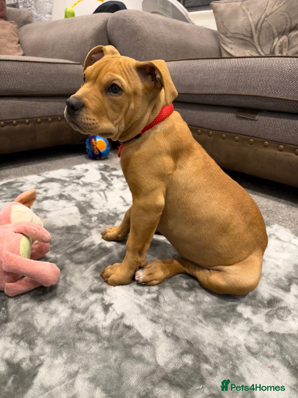 American Bully dogs American bully - Advert 5