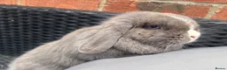 Mini Lop rabbits for sale: Lilac split Pure bred Mini lop female 1 year old  - Advert 6