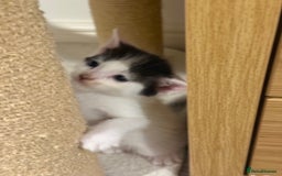 Mixed Breed cats for sale: 🤩🤩 8 beautiful babies 🤩🤩 - Image 5