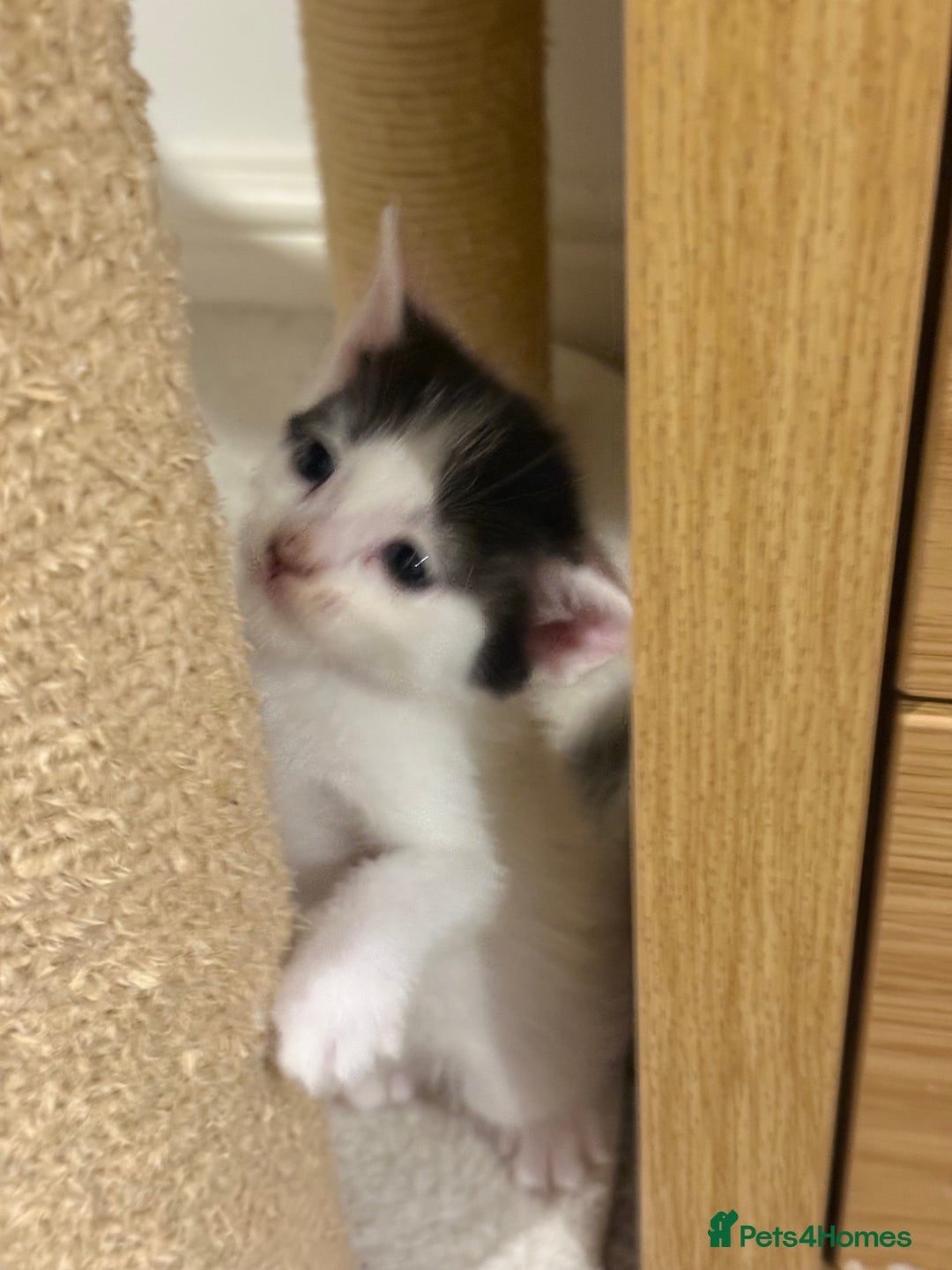 Mixed Breed cats for sale: 🤩🤩 8 beautiful babies 🤩🤩 - Image 5