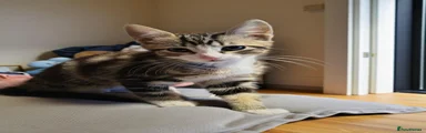 Domestic Shorthair 2