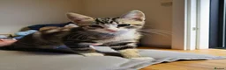 Domestic Shorthair cats for sale: 5 beautiful lovely kittens 🐾🐾 in Boston - Advert 5