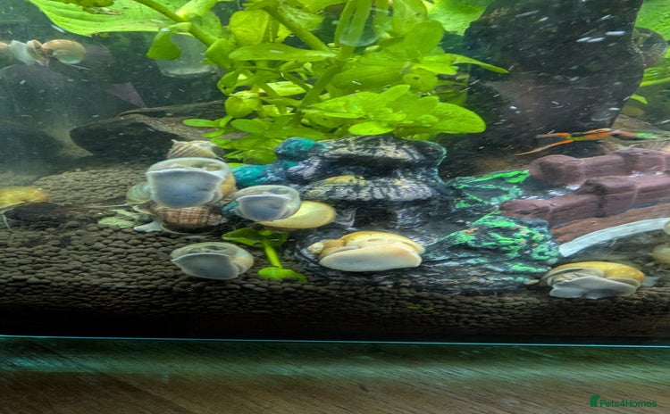 Snails fish in Hinckley - Advert 1