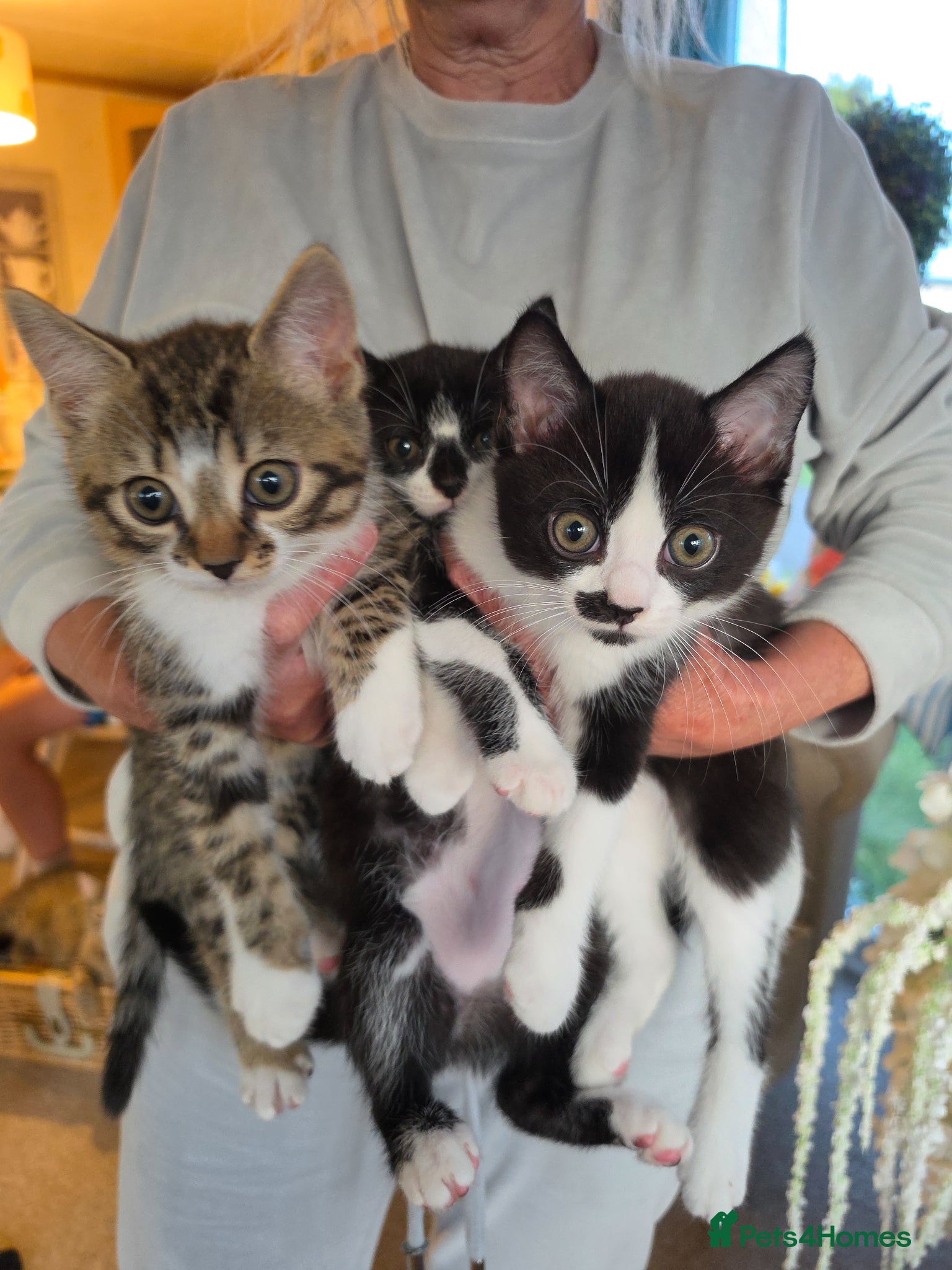 Mixed Breed cats 9 kittens for sale family pets very friendly  - Advert 1