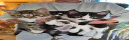 Mixed Breed cats for sale: 9 kittens for sale family pets very friendly  - Advert 1