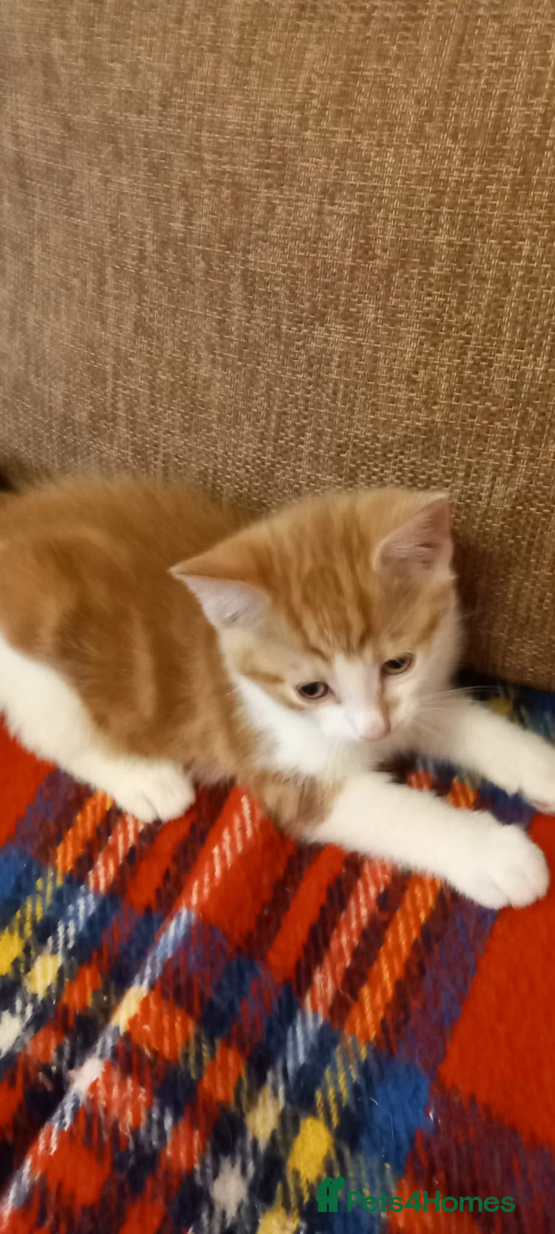 Mixed Breed cats for sale: Kitten - Advert 5
